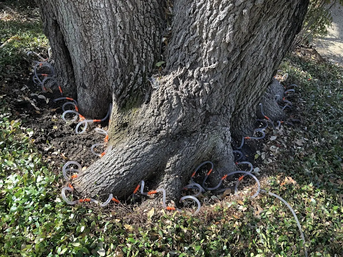 Detailed Tree Cabling and Bracing job site in Smock
