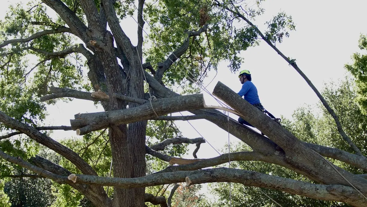 Professional Crown Thinning performed by certified arborists in Smock