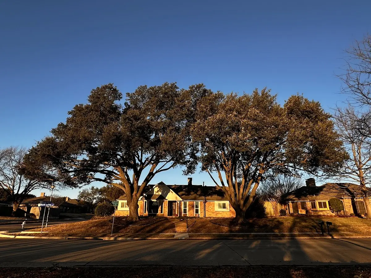 Established residential canopy tree shading a home in Smock